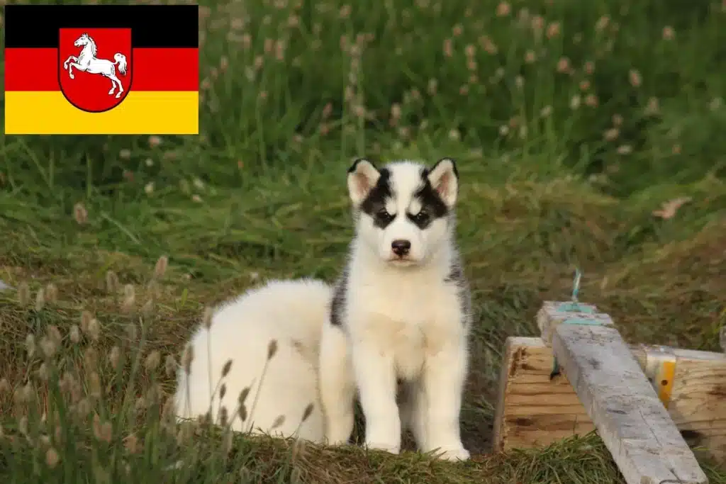 Kanadischer Eskimohund Züchter mit Welpen Niedersachsen