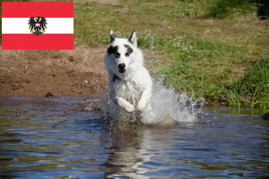 Kanadischer Eskimohund Züchter mit Welpen Österreich