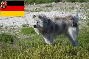 Read more about the article Kanadischer Eskimohund Züchter und Welpen in Rheinland-Pfalz