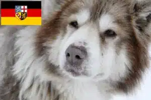 Read more about the article Kanadischer Eskimohund Züchter und Welpen im Saarland