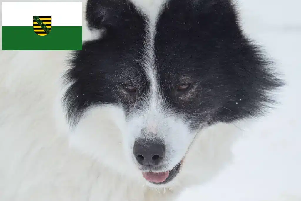 Kanadischer Eskimohund Züchter mit Welpen Sachsen
