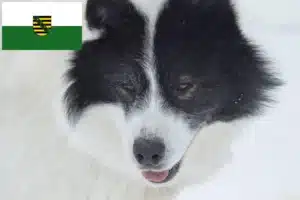 Mehr über den Artikel erfahren Kanadischer Eskimohund Züchter und Welpen in Sachsen