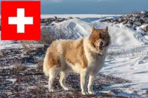 Read more about the article Kanadischer Eskimohund Züchter und Welpen in der Schweiz