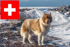 Mehr über den Artikel erfahren Kanadischer Eskimohund Züchter und Welpen in der Schweiz