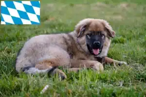 Read more about the article Karst-Schäferhund Züchter und Welpen in Bayern