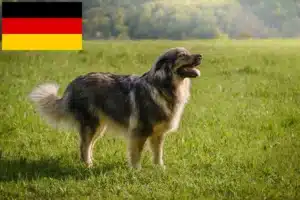 Read more about the article Karst-Schäferhund Züchter und Welpen in Deutschland