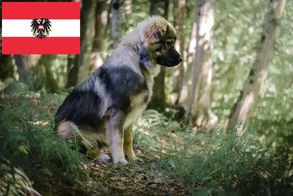 Karst-Schäferhund Züchter mit Welpen Österreich