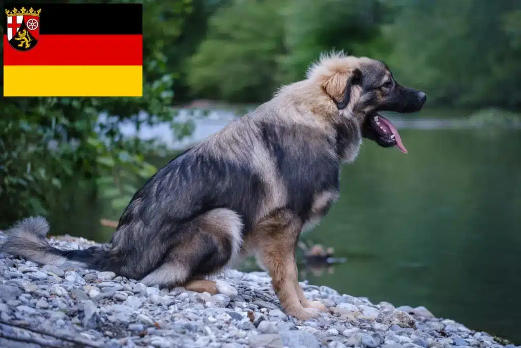 Karst-Schäferhund Züchter mit Welpen Rheinland-Pfalz