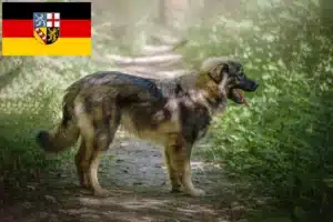 Read more about the article Karst-Schäferhund Züchter und Welpen im Saarland