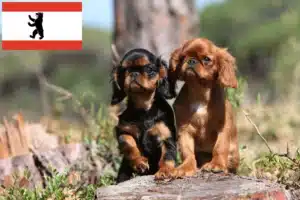 Read more about the article King Charles Spaniel Züchter und Welpen in Berlin