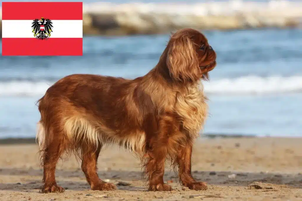 King Charles Spaniel Züchter mit Welpen Österreich