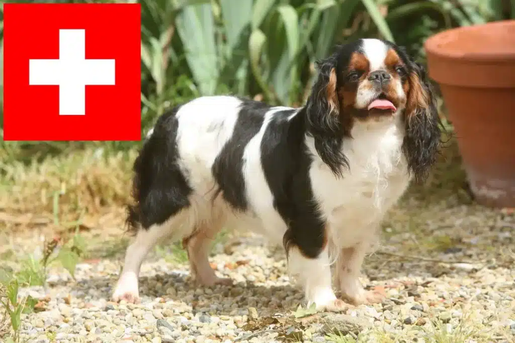 King Charles Spaniel Züchter mit Welpen Schweiz