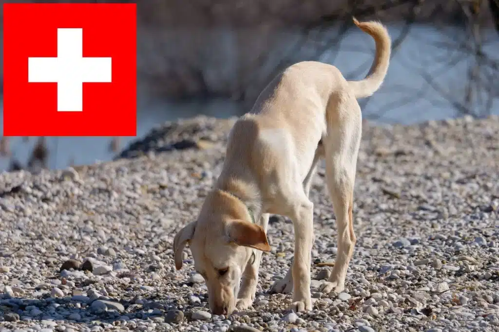 Kritikos Lagonikos Züchter mit Welpen Schweiz