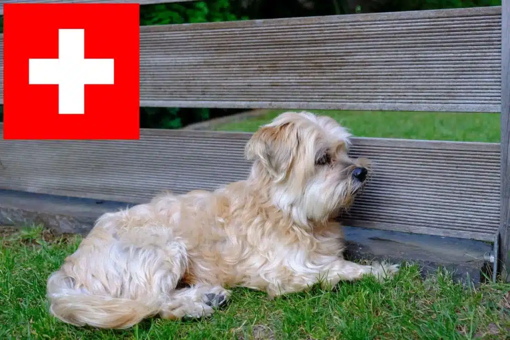 Kyi Leo Züchter mit Welpen Schweiz