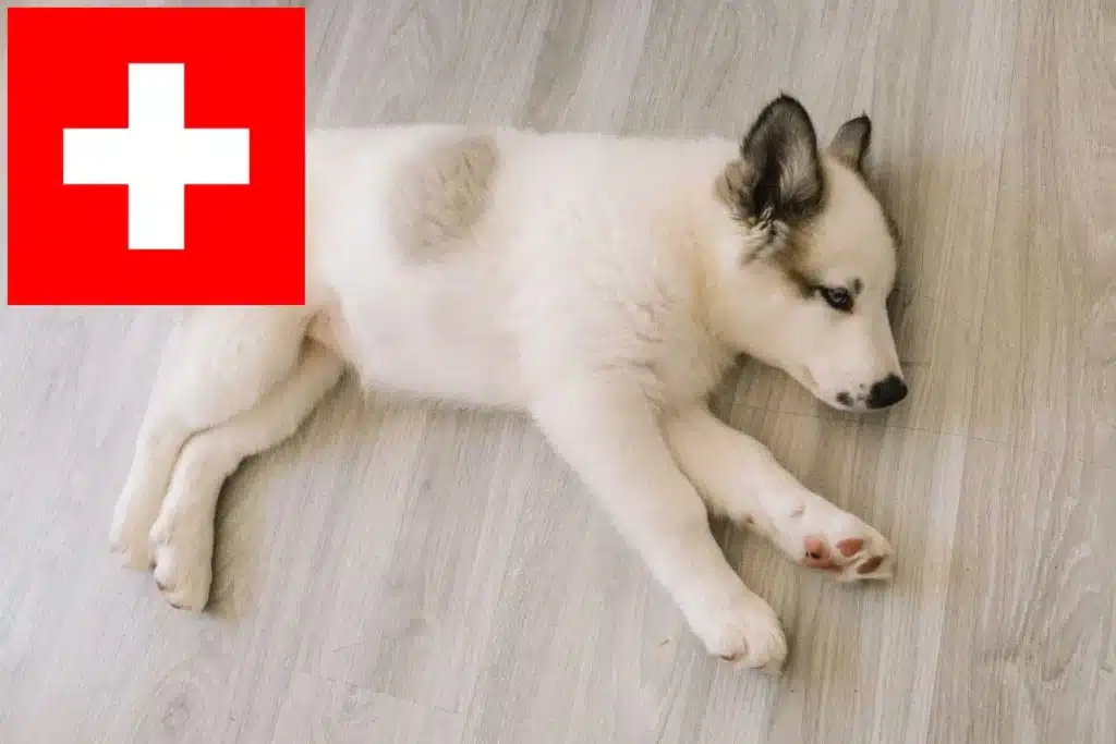 Laika Züchter mit Welpen Schweiz