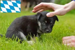 Read more about the article Lappländischer Rentierhund Züchter und Welpen in Bayern