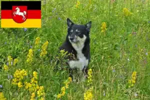 Read more about the article Lappländischer Rentierhund Züchter und Welpen in Niedersachsen