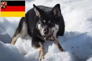 Read more about the article Lappländischer Rentierhund Züchter und Welpen in Rheinland-Pfalz