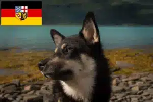 Read more about the article Lappländischer Rentierhund Züchter und Welpen im Saarland