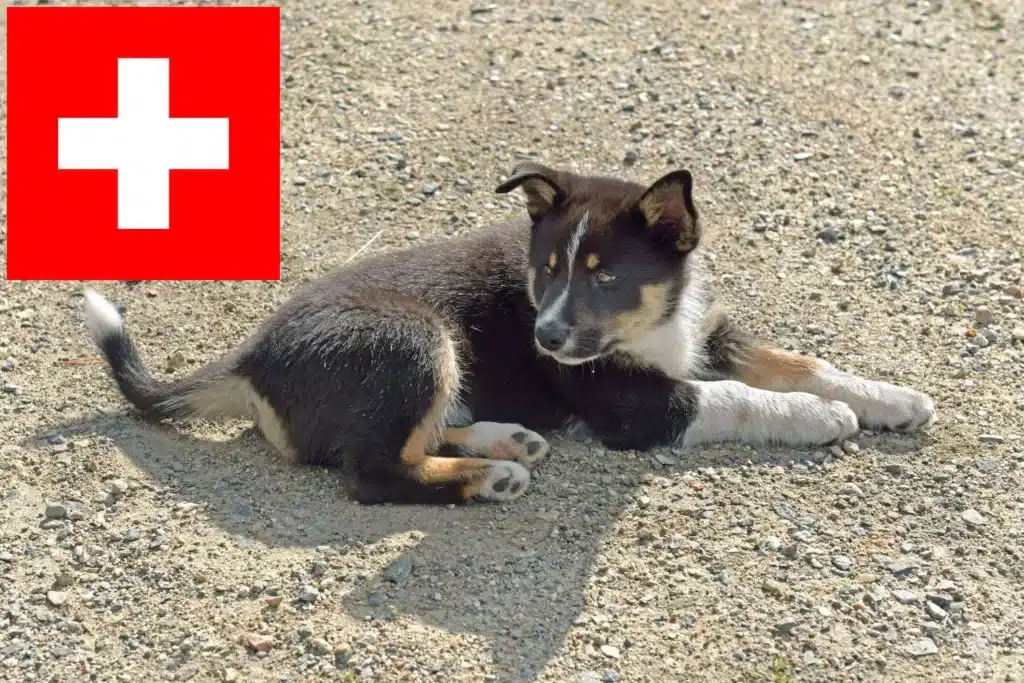 Lappländischer Rentierhund Züchter mit Welpen Schweiz