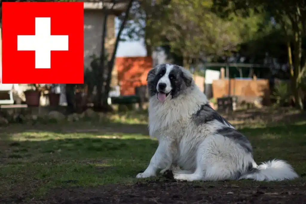 Mastín del Pirineo Züchter mit Welpen Schweiz
