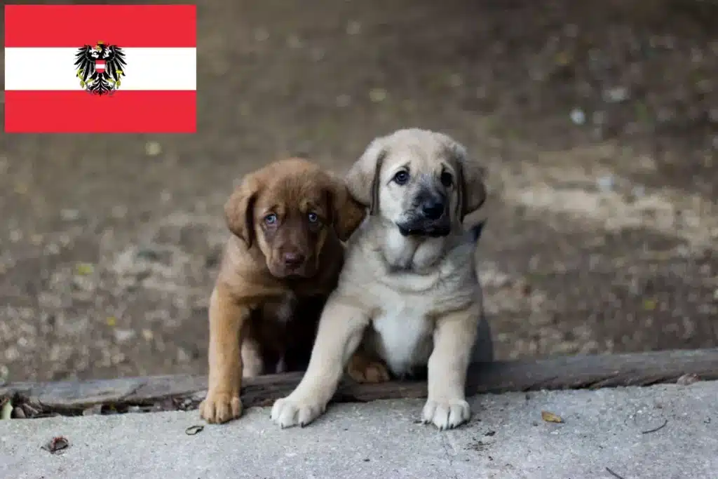 Mastín Español Züchter mit Welpen Österreich