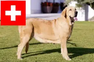 Mehr über den Artikel erfahren Mastín Español Züchter und Welpen in der Schweiz