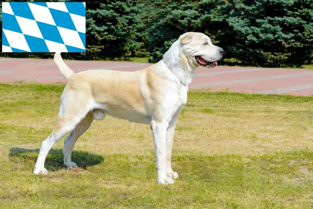 Mittelasiatischer Schäferhund Züchter mit Welpen Bayern