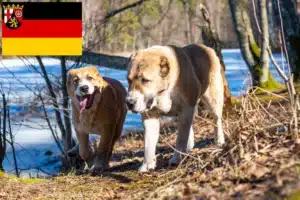 Read more about the article Mittelasiatischer Schäferhund Züchter und Welpen in Rheinland-Pfalz