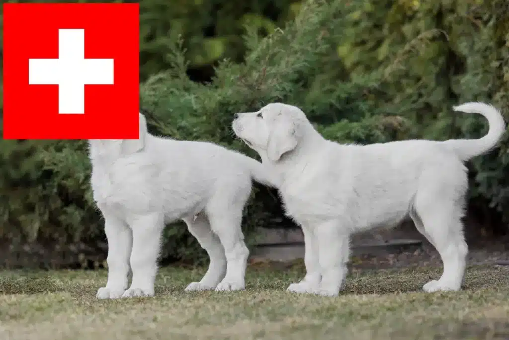 Mittelasiatischer Schäferhund Züchter mit Welpen Schweiz