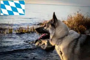 Read more about the article Norwegischer Elchhund Züchter und Welpen in Bayern