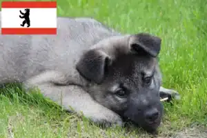 Read more about the article Norwegischer Elchhund Züchter und Welpen in Berlin