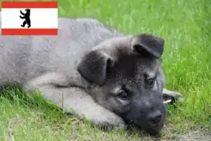 Mehr über den Artikel erfahren Norwegischer Elchhund Züchter und Welpen in Berlin