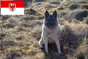 Read more about the article Norwegischer Elchhund Züchter und Welpen in Brandenburg