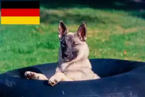 Read more about the article Norwegischer Elchhund Züchter und Welpen in Deutschland