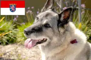 Read more about the article Norwegischer Elchhund Züchter und Welpen in Hessen