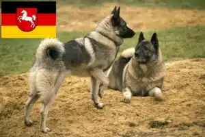 Read more about the article Norwegischer Elchhund Züchter und Welpen in Niedersachsen