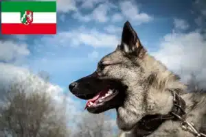 Mehr über den Artikel erfahren Norwegischer Elchhund Züchter und Welpen in Nordrhein-Westfalen
