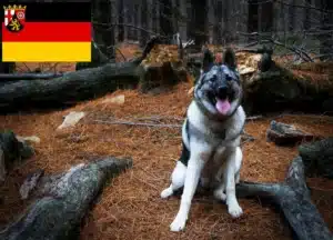 Read more about the article Norwegischer Elchhund Züchter und Welpen in Rheinland-Pfalz