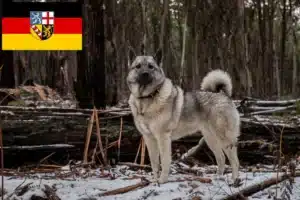 Mehr über den Artikel erfahren Norwegischer Elchhund Züchter und Welpen im Saarland