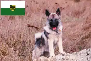 Mehr über den Artikel erfahren Norwegischer Elchhund Züchter und Welpen in Sachsen