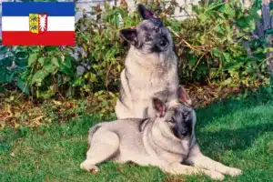 Mehr über den Artikel erfahren Norwegischer Elchhund Züchter und Welpen in Schleswig-Holstein