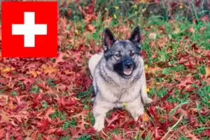Read more about the article Norwegischer Elchhund Züchter und Welpen in der Schweiz