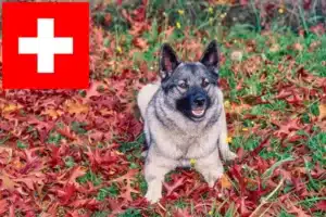 Mehr über den Artikel erfahren Norwegischer Elchhund Züchter und Welpen in der Schweiz