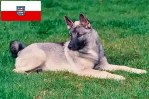 Read more about the article Norwegischer Elchhund Züchter und Welpen in Thüringen