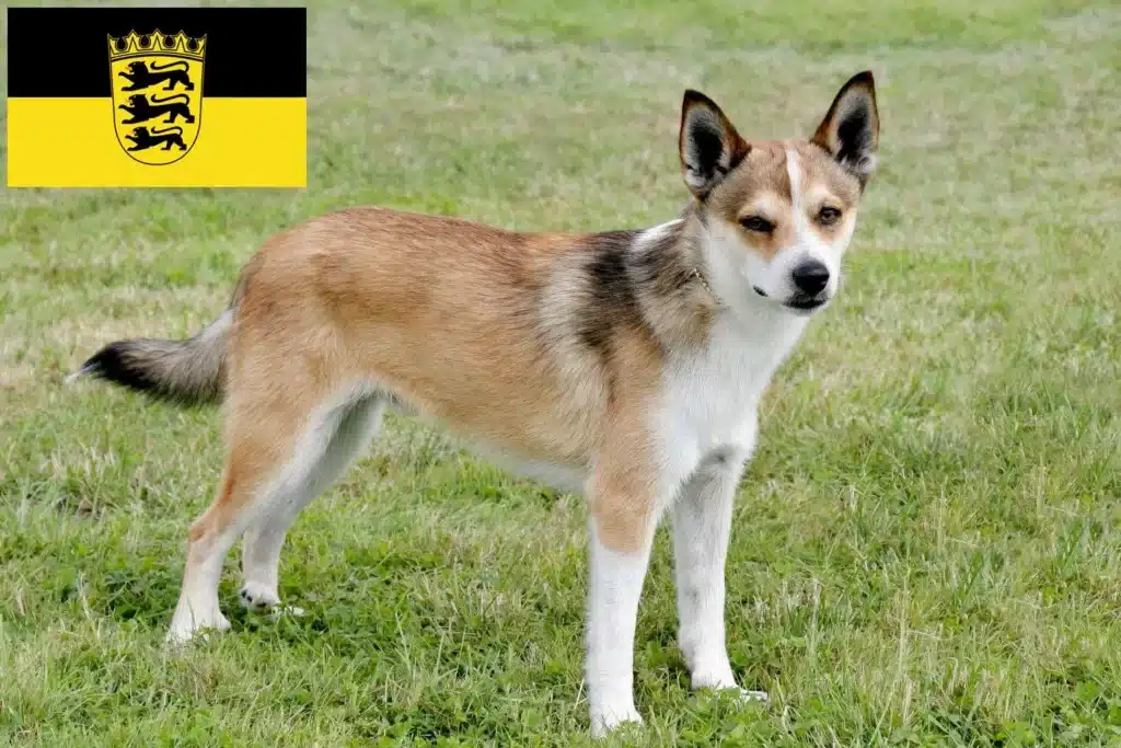 Norwegischer Lundehund Züchter und Welpen in BadenWürttemberg DogWeb.de
