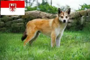 Read more about the article Norwegischer Lundehund Züchter und Welpen in Brandenburg