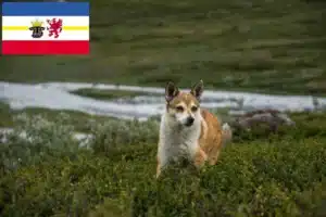 Read more about the article Norwegischer Lundehund Züchter und Welpen in Mecklenburg-Vorpommern