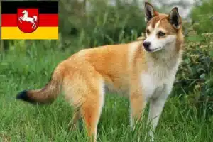 Read more about the article Norwegischer Lundehund Züchter und Welpen in Niedersachsen