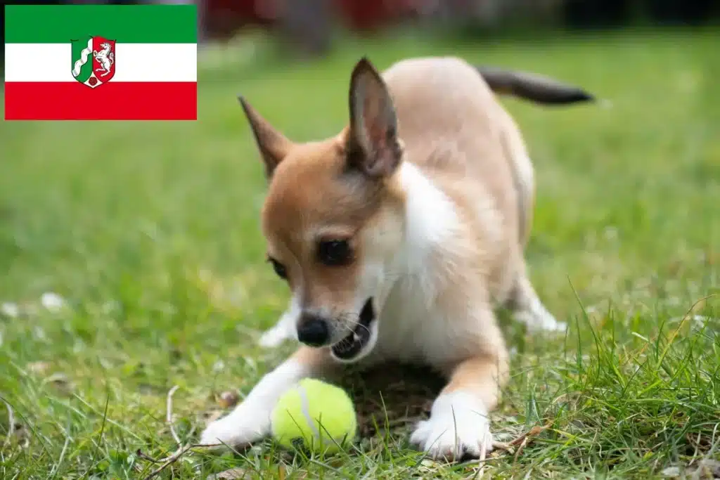 Norwegischer Lundehund Züchter und Welpen in NordrheinWestfalen